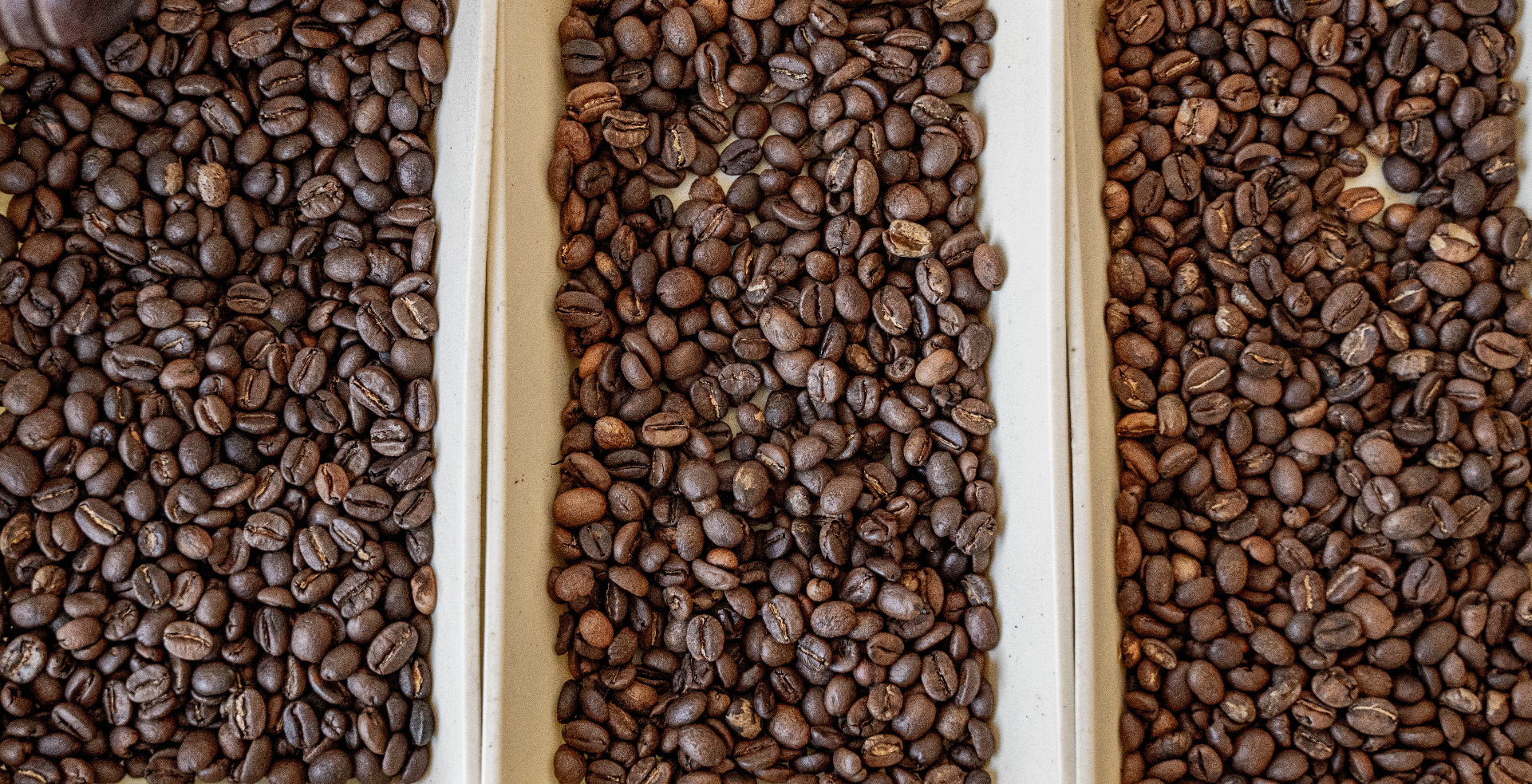 Bandejas con granos de café recién tostados